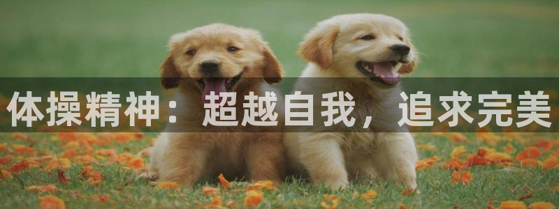 3377体育官方正版app娱乐代理怎么样