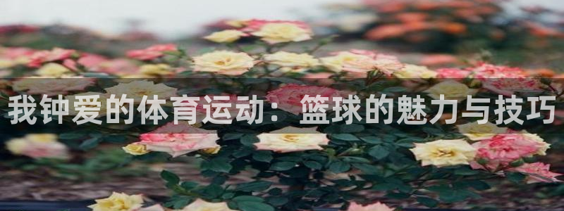 海南3377体育官网下载