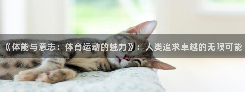 3377体育官方正版app集团简介