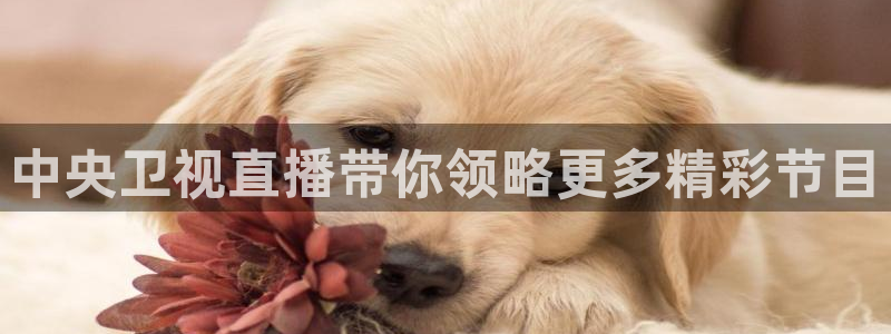 劲爆体育视频直播：中央卫视直播带你领略更多精彩节目